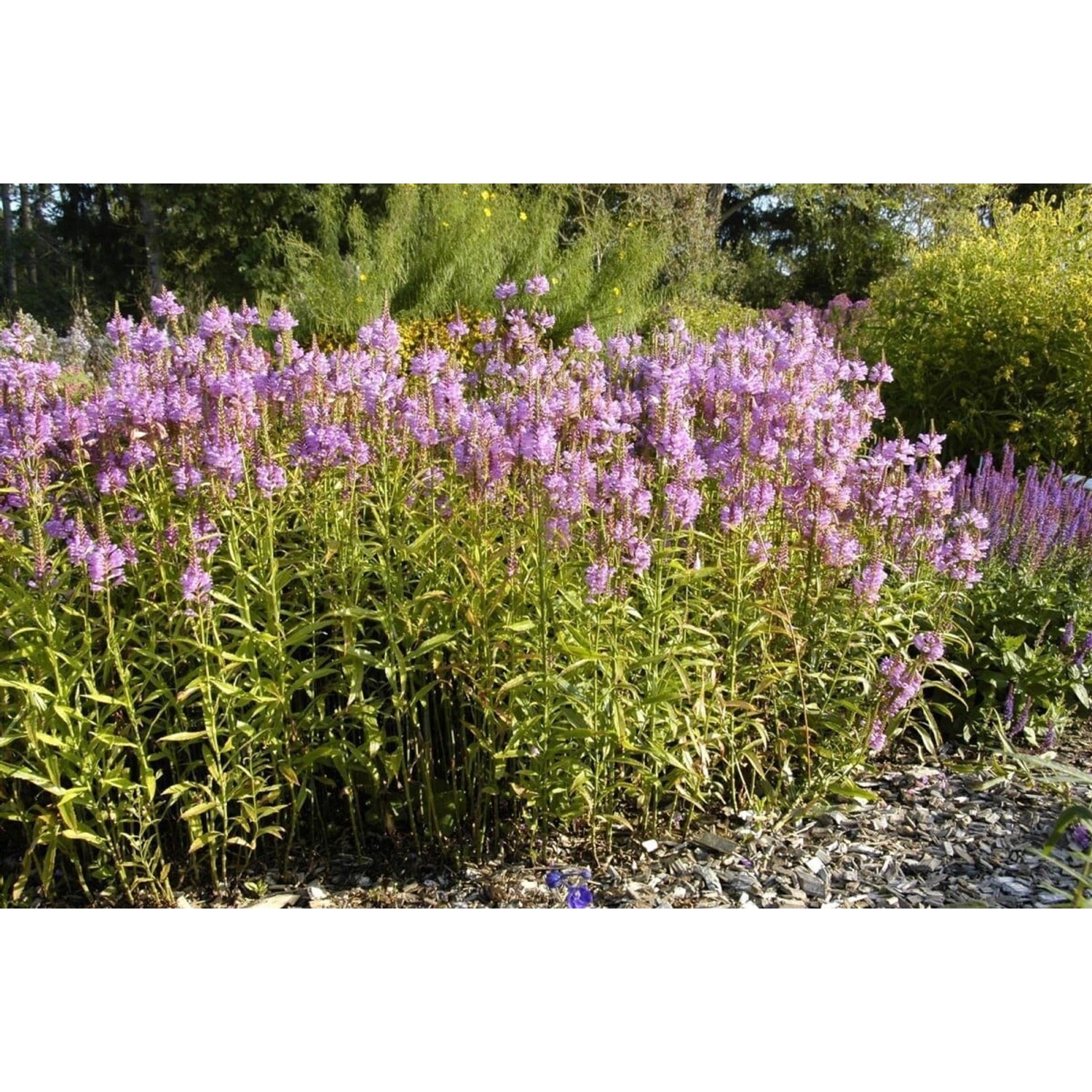 Physostegia Virginiana Vivid Virginische Gelenkblume Ca. 9x9 cm Topf günstig online kaufen