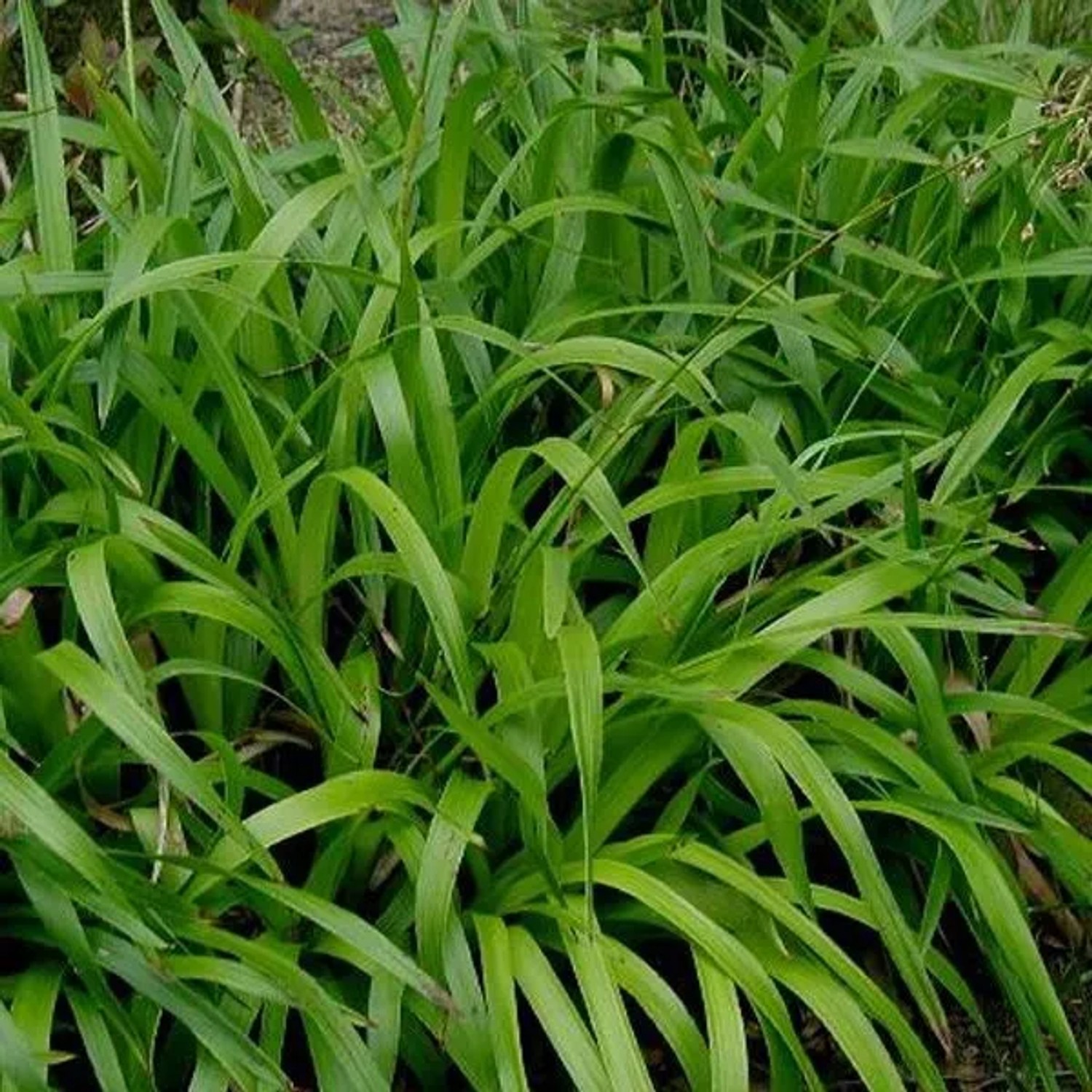 6 x Wald-Marbel Luzula sylvatica Topf 9cm Immergrün