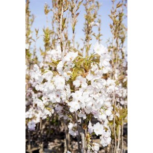 Blühende Japanische Säulenkirsche 'Amanogawa' mit zartrosa Blüten vor blauem Himmel.