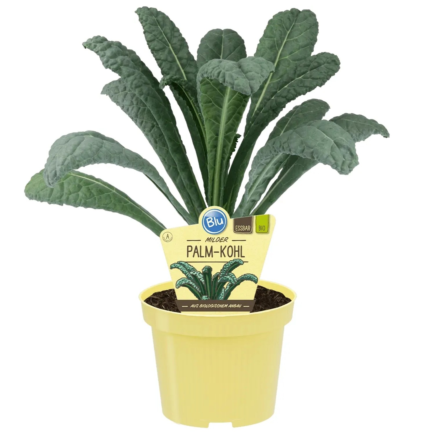 Blu Bio-Palmkohl "Black Magic" Topf-Ø 12 cm Brassica oleracea var. palmifolia