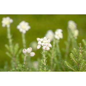 Nahaufnahme der weißen Blüten der Erica Tetralix Alba Glockenheide im Garten.