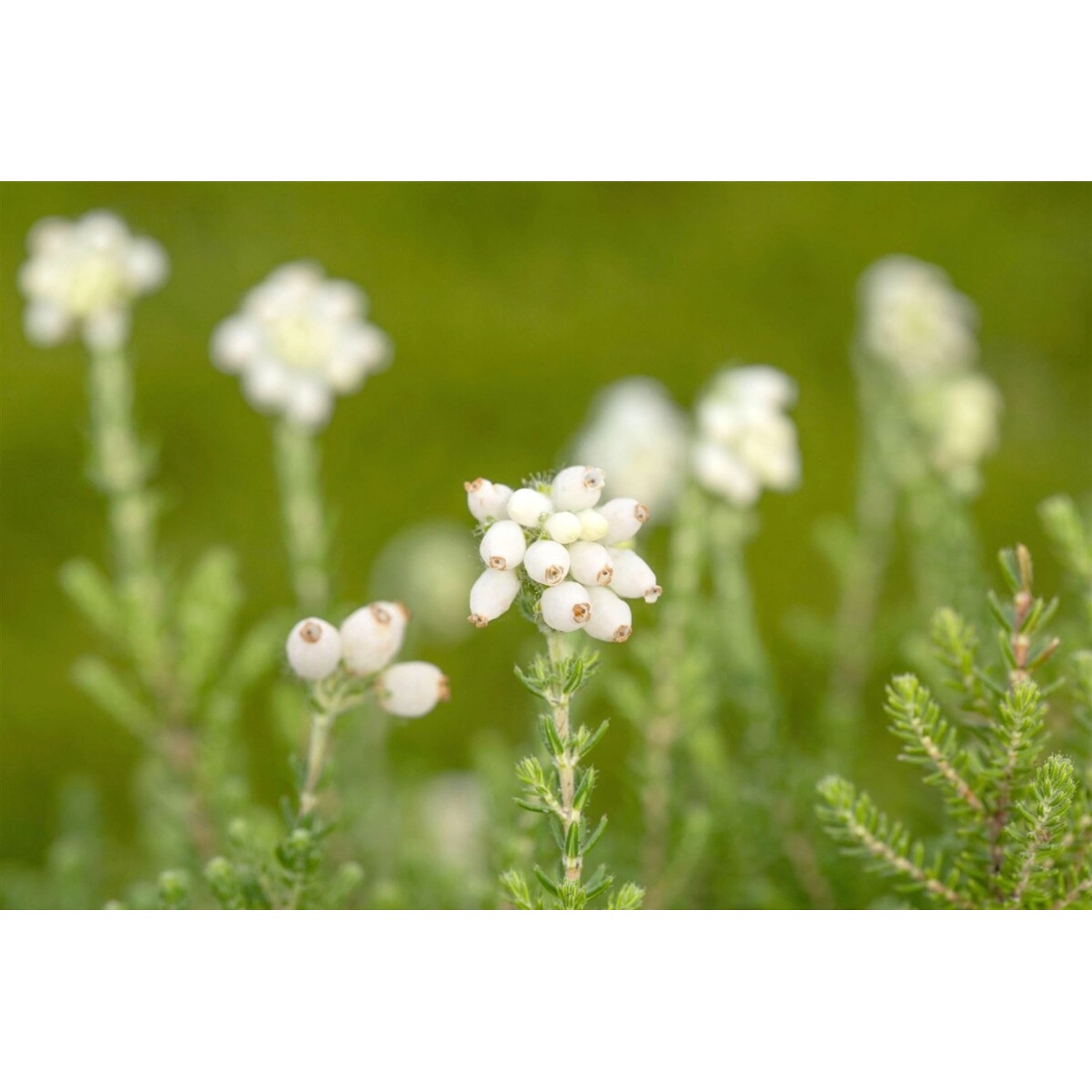 Erica Tetralix Alba Glockenheide günstig online kaufen