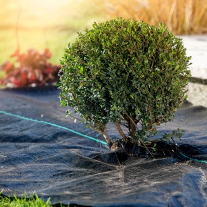 Schwarzes Windhager Unterbodengewebe 100 g/m² unter einem grünen Buchsbaum im Garten.