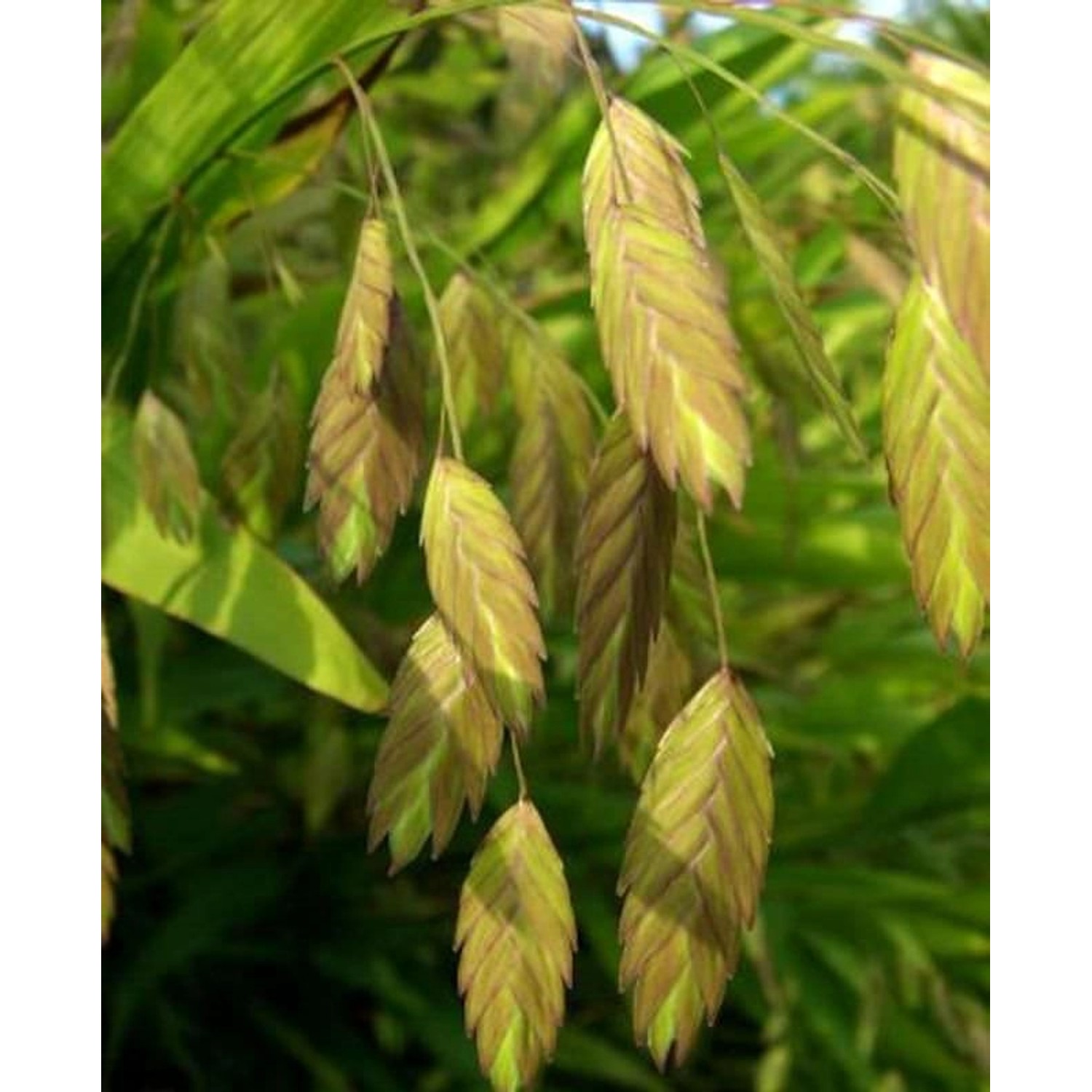 Plattährengras - Chasmanthium latifolium günstig online kaufen