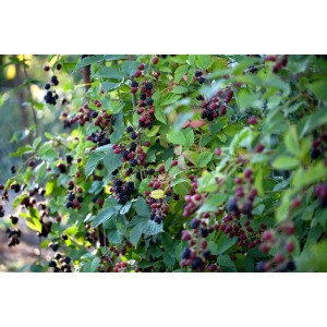Dornenlose Brombeere Rubus Thornfree mit reifen und unreifen Früchten am Strauch.