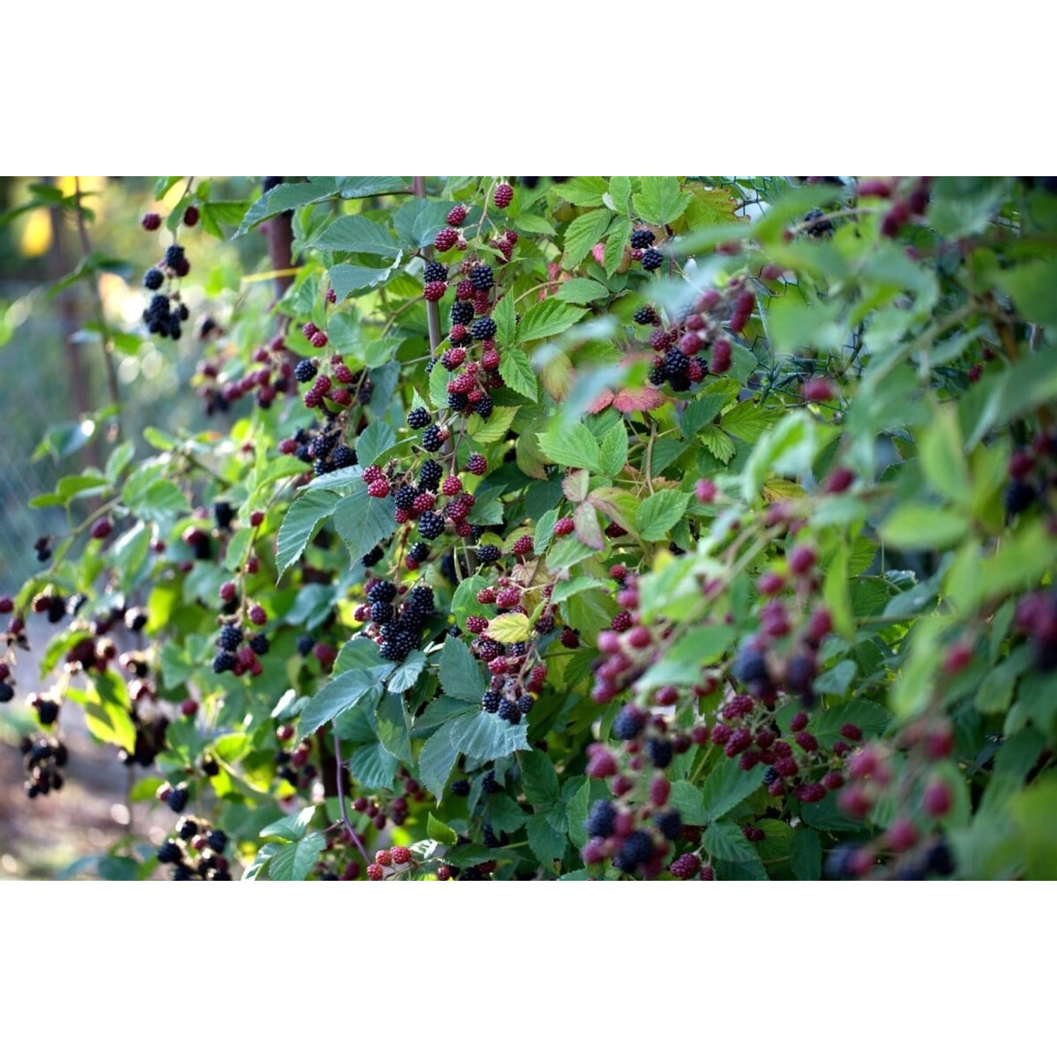 Rubus Fruticosus Thornfree Brombeere Dornenlos 60–100 Cm günstig online kaufen