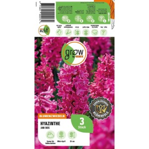 GROW by OBI Hyazinthe Jan Bos Rot 3 Stück Hyacinthus orientalis Jan Bos