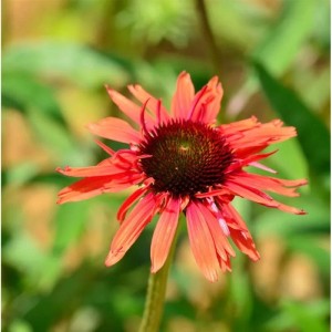 Nahaufnahme eines orange-roten Sonnenhuts (Echinacea Hot Lava) vor grünem Hintergrund.