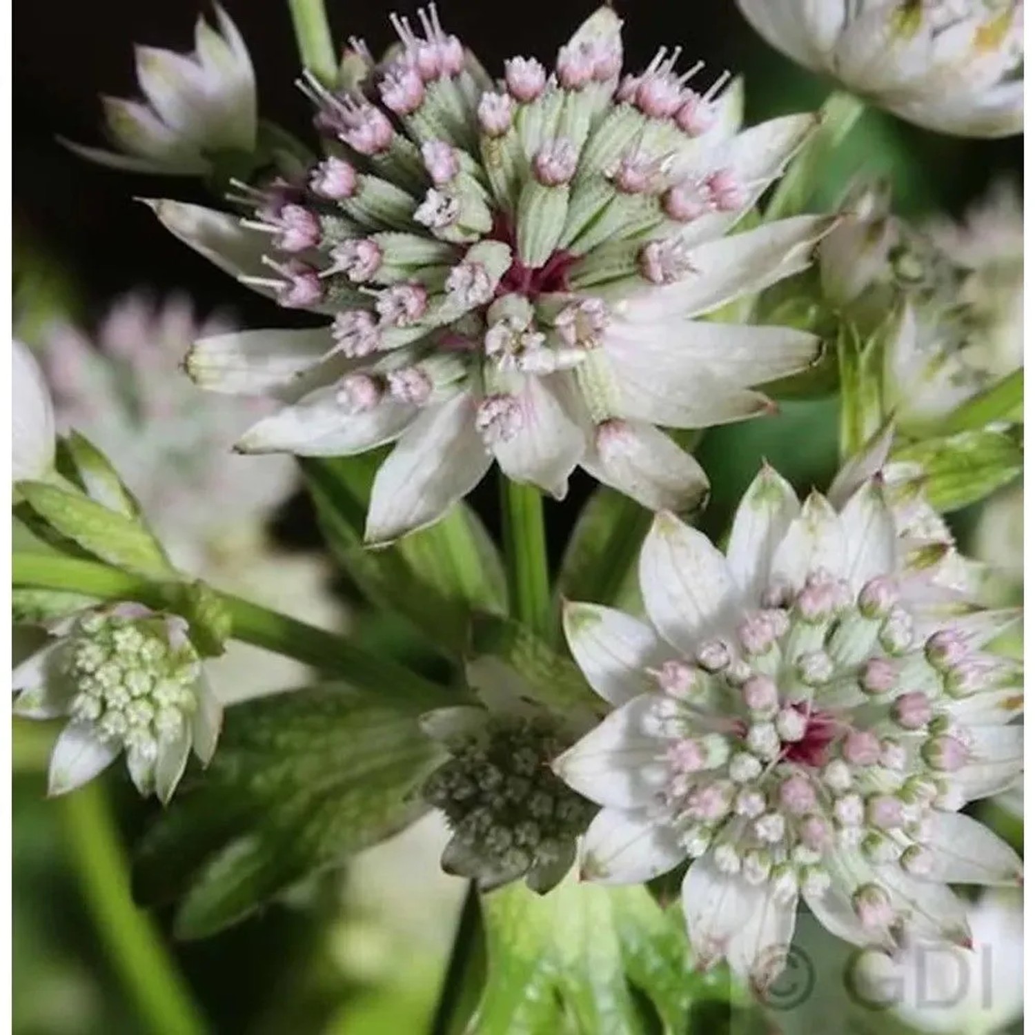 Sterndolde Star of Billion - Astrantia major