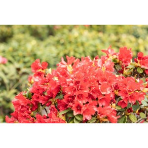 Leuchtend roter Rhododendron Repens Baden Baden, Zierstrauch für Garten und Kübel.