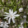 Nahaufnahme einer blühenden, weißen Sternmagnolie (Magnolia Stellata).