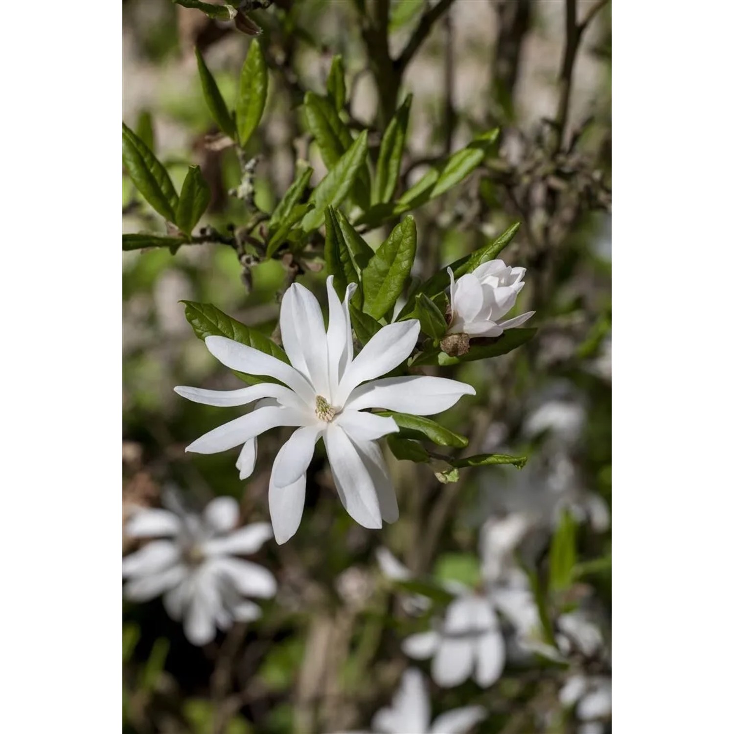 Nahaufnahme einer blühenden, weißen Sternmagnolie (Magnolia Stellata).