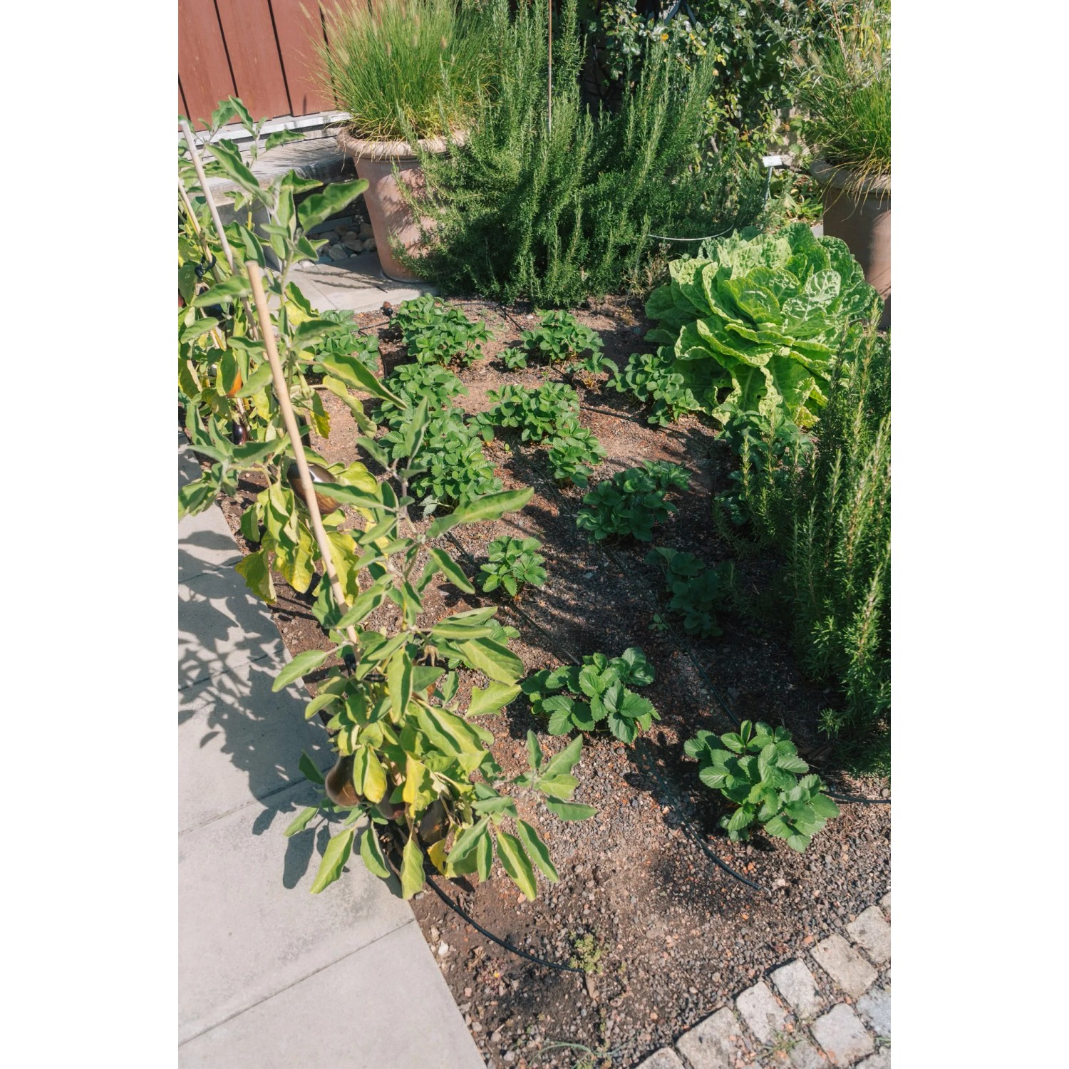 Garten mit Geka Drip Tropfrohr (Ø 6 mm x 15 m) zur Bewässerung von Pflanzen.