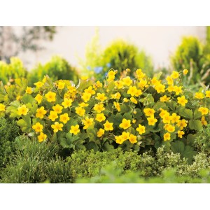 Teppich-Golderdbeere (Waldsteinia ternata) mit leuchtend gelben Blüten als Bodendecker.