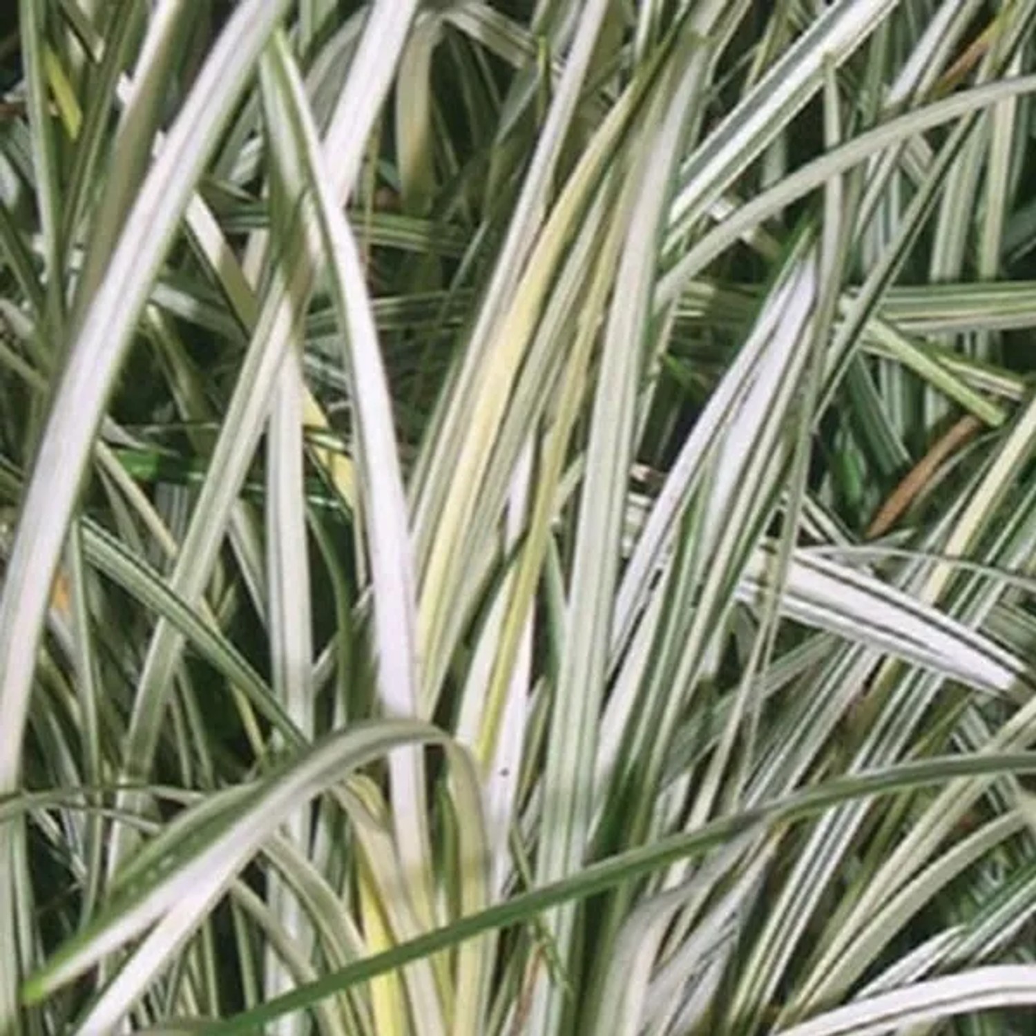 6 x Schlangenbart 'Silver Mist' Ophiopogon Topf 9cm Immergrün