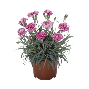 Edel-Nelke Berry Mix im Topf, ca. 12 cm. Dianthus caryophyllus mit pink-lila Blüten.