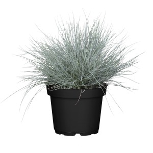 GROW by OBI Blauschwingel im Topf, blau-graues Ziergras für Beet und Kübel.