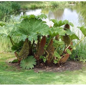 Riesen Mammutblatt Gunnera manicata im Garten am Teich mit großen, grünen Blättern und braunen Blütenständen.