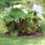 Riesen Mammutblatt Gunnera manicata im Garten am Teich mit großen, grünen Blättern und braunen Blütenständen.