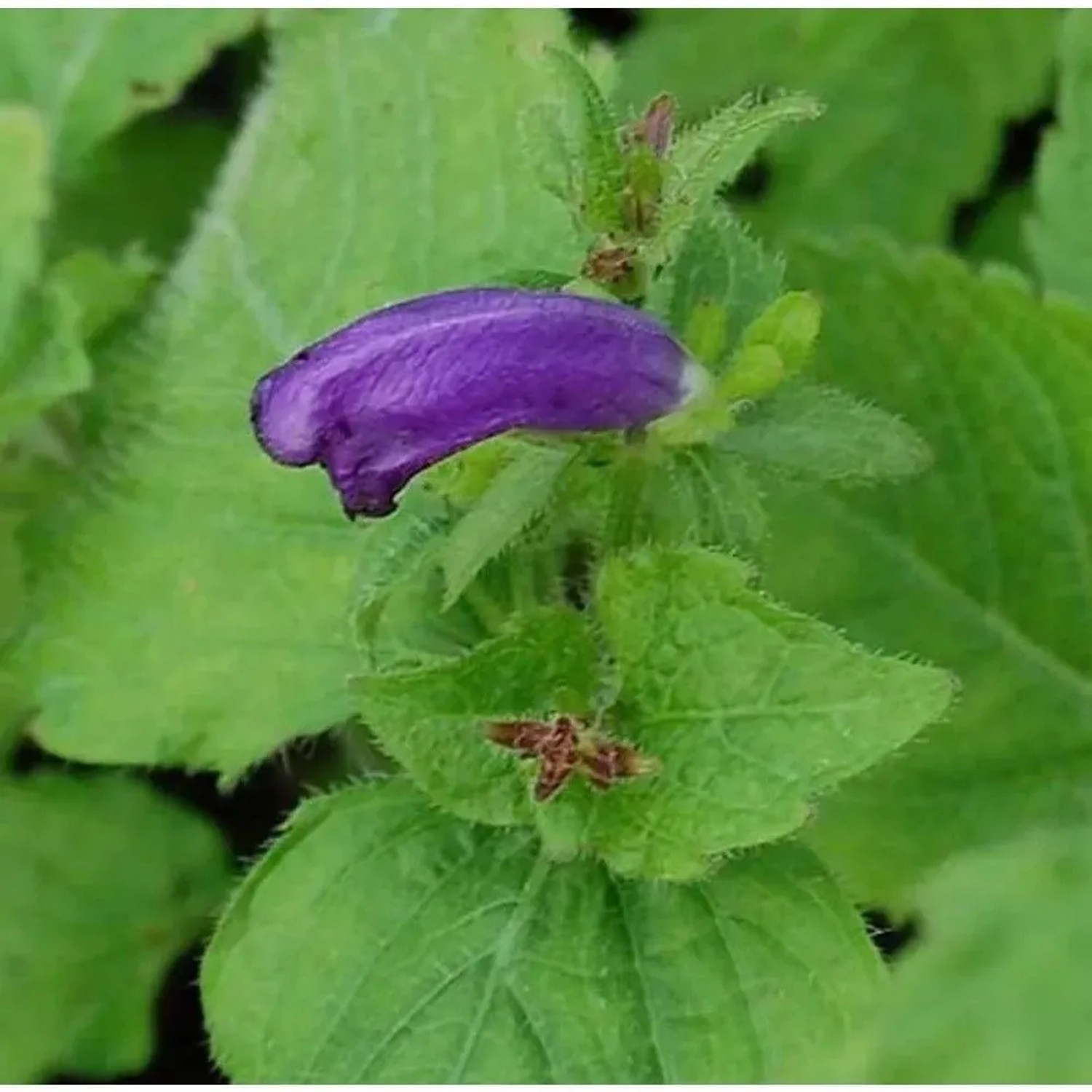 Otternkopf Blue Carpet - Strobilanthes atropurpureus