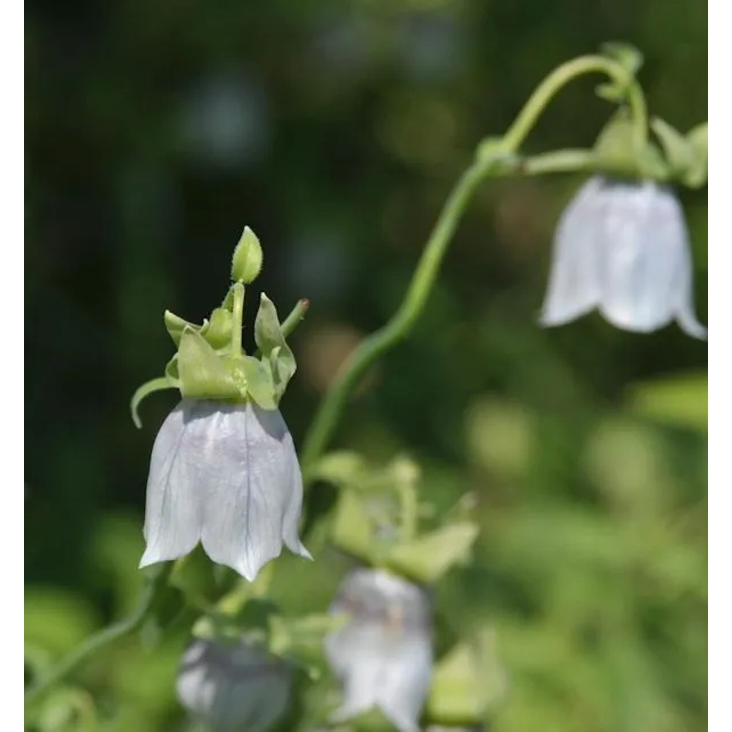 Tigerglocke - Codonopsis clematidea