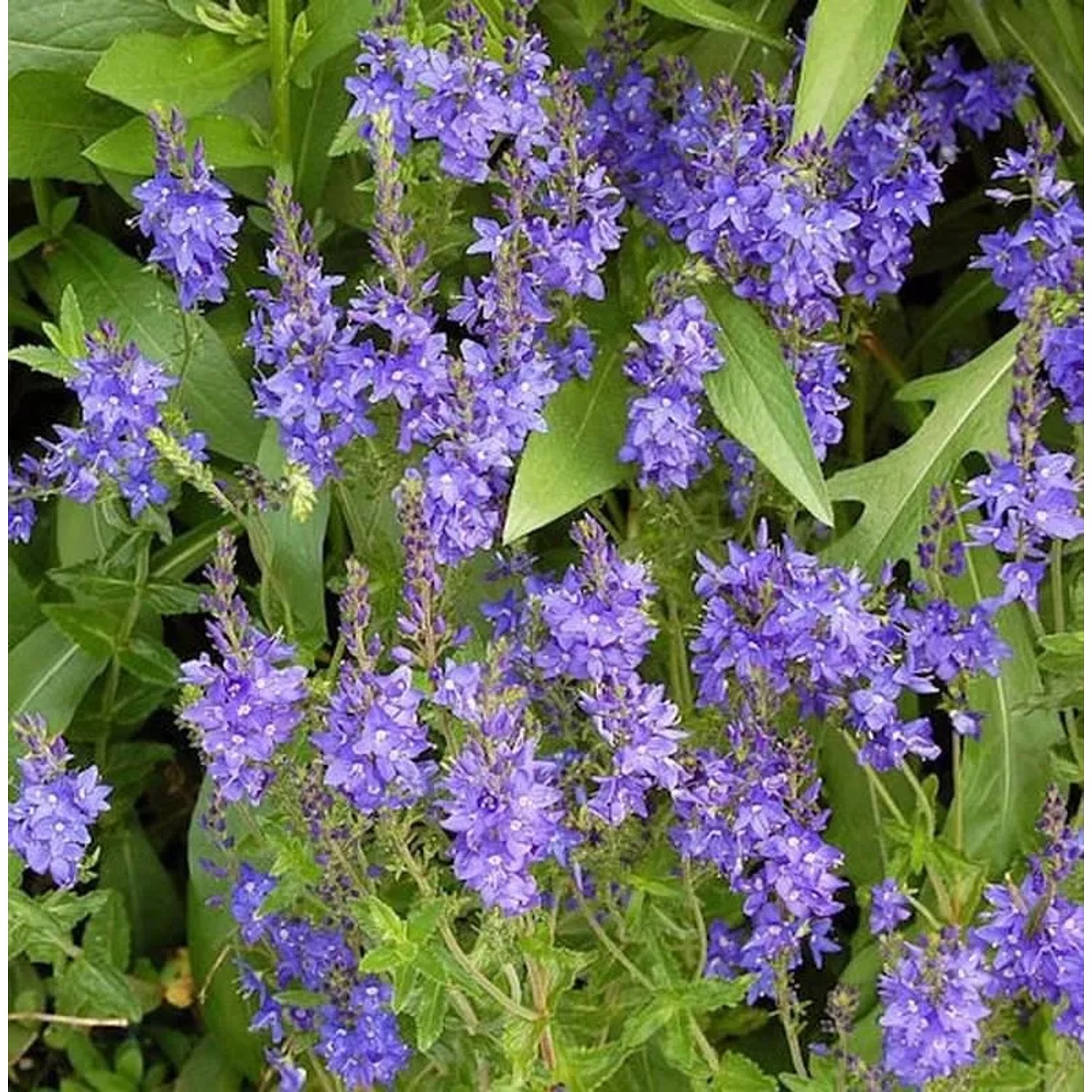 Veronika Österreichischer Ehrenpreis Knallblau - Veronica austriaca