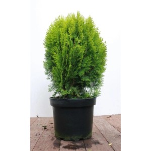 Goldene Thuja 'Aurea Nana' im Topf, 40-50 cm hoch. Ideal als Heckenpflanze oder Solitär.