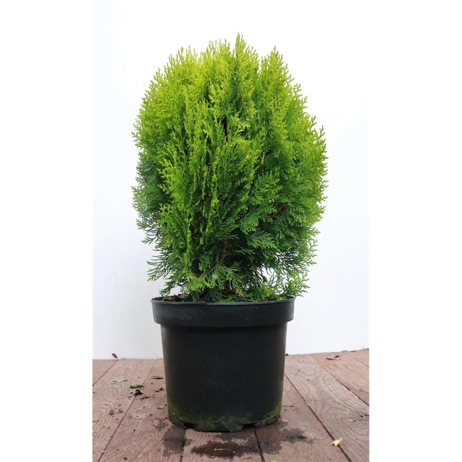 Thuja orientalis 'Aurea Nana' 40-50 cm günstig online kaufen