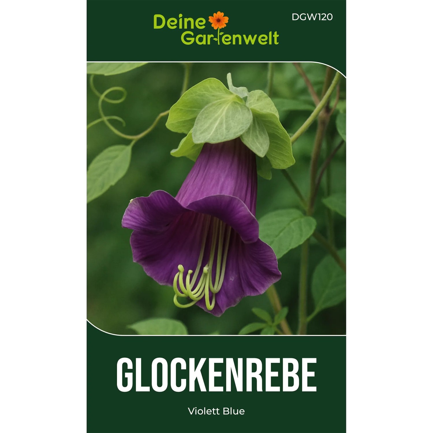 Deine Gartenwelt Glockenrebe Violett Blue Samen