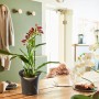 Lechuza Orchidea Pflanzgefäß, grau matt, mit blühender Orchidee auf einem Holztisch.