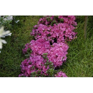 Rosa Rhododendron Obtusum Anne Frank Azalee (20–25 cm) im Garten.