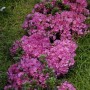 Rosa Rhododendron Obtusum Anne Frank Azalee (20–25 cm) im Garten.