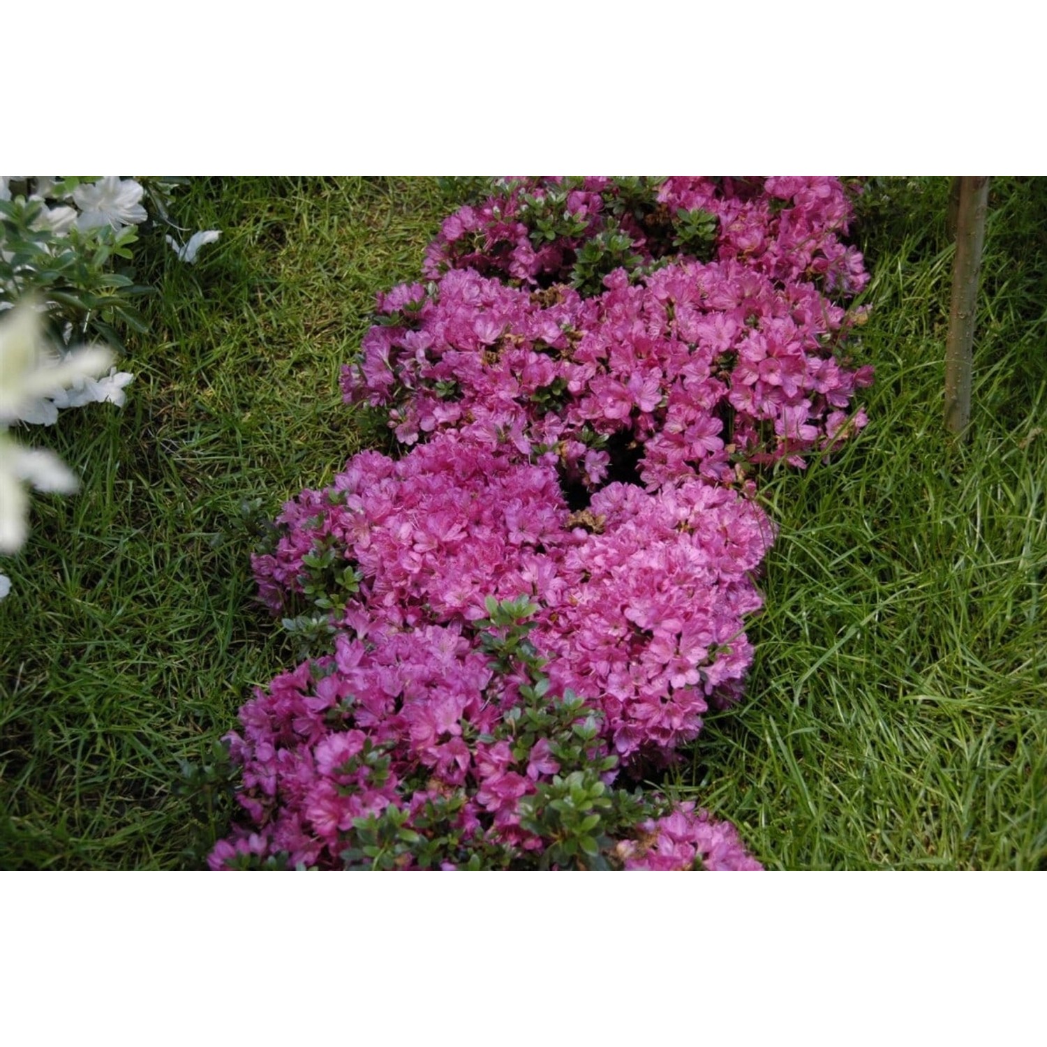 Rhododendron Obtusum Anne Frank Azalee Rosa 20–25 cm günstig online kaufen