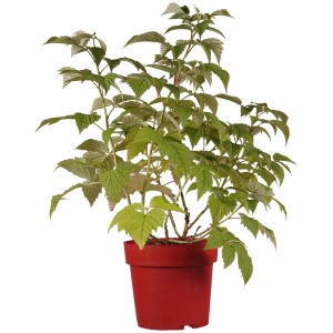 Himbeere "Summer Chef" Höhe ca. 30 cm Topf ca. 3,4 l Rubus idaeus