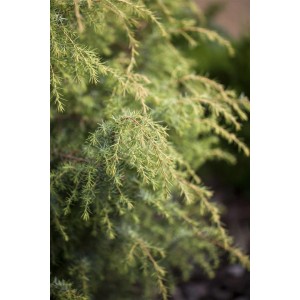 Detailaufnahme des goldgelben Machangel Juniperus Schneverdinger Gold, 40-60 cm hoch.