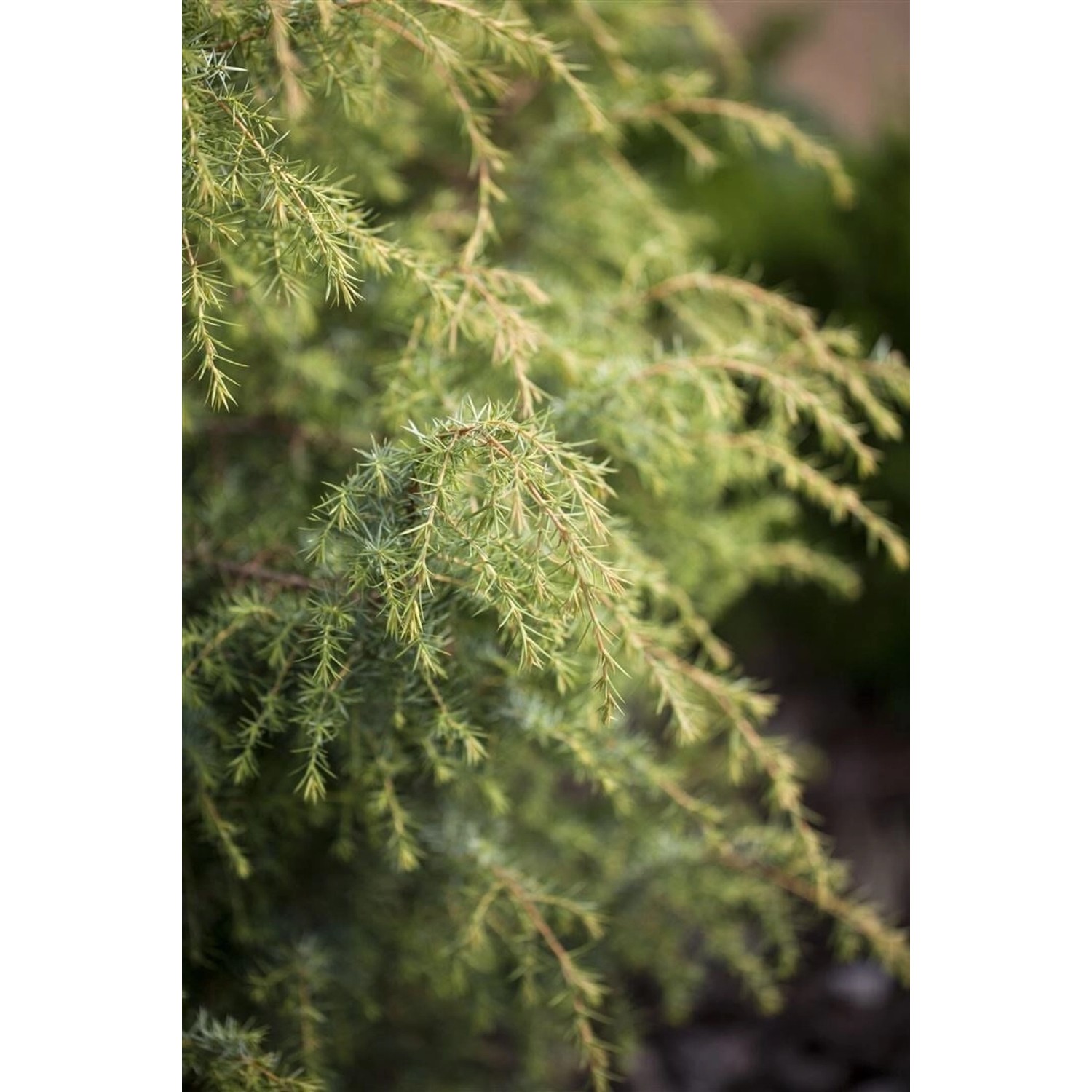 Juniperus Communis Schneverdinger Gold Machangel Goldgelb 40–60 cm günstig online kaufen