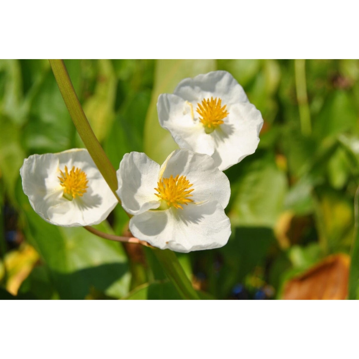 Sagittaria Latifolia Breitblättriger Pfeilkraut Ca. 9x9 cm Topf günstig online kaufen
