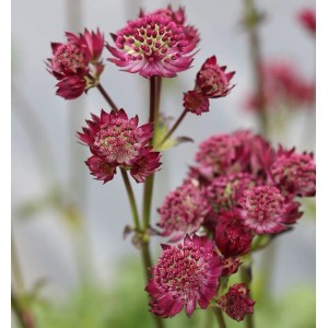Nahaufnahme der dunkelrosa Sterndolde Abbey Road (Astrantia major), eine dekorative Staude.