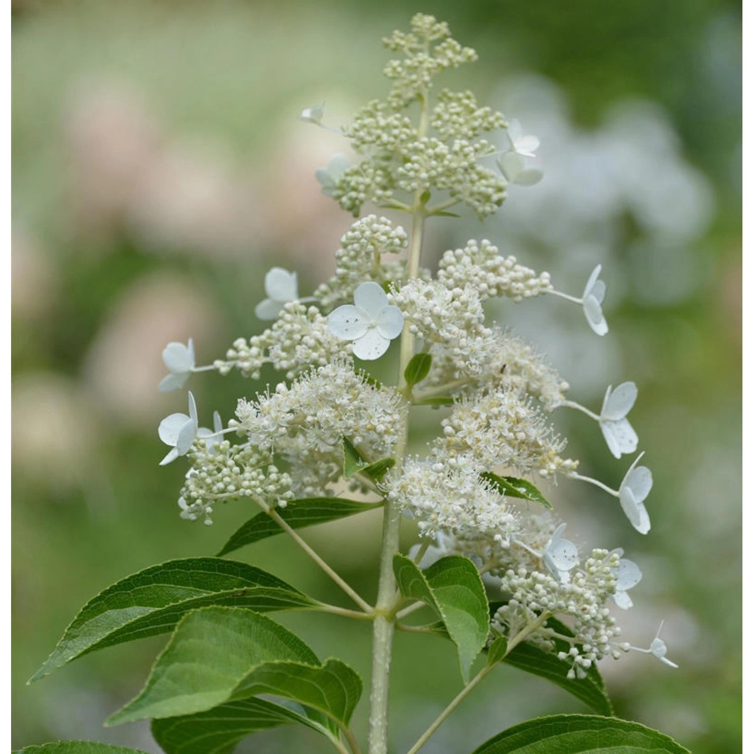 Rispenhortensie Kyushu 100-125cm - Hydrangea paniculata günstig online kaufen