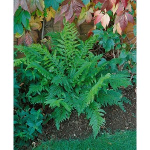 Grüner Schildfarn Polystichum setiferum Prolif.Dahlem im 9x9 cm Topf, buschig wachsend.