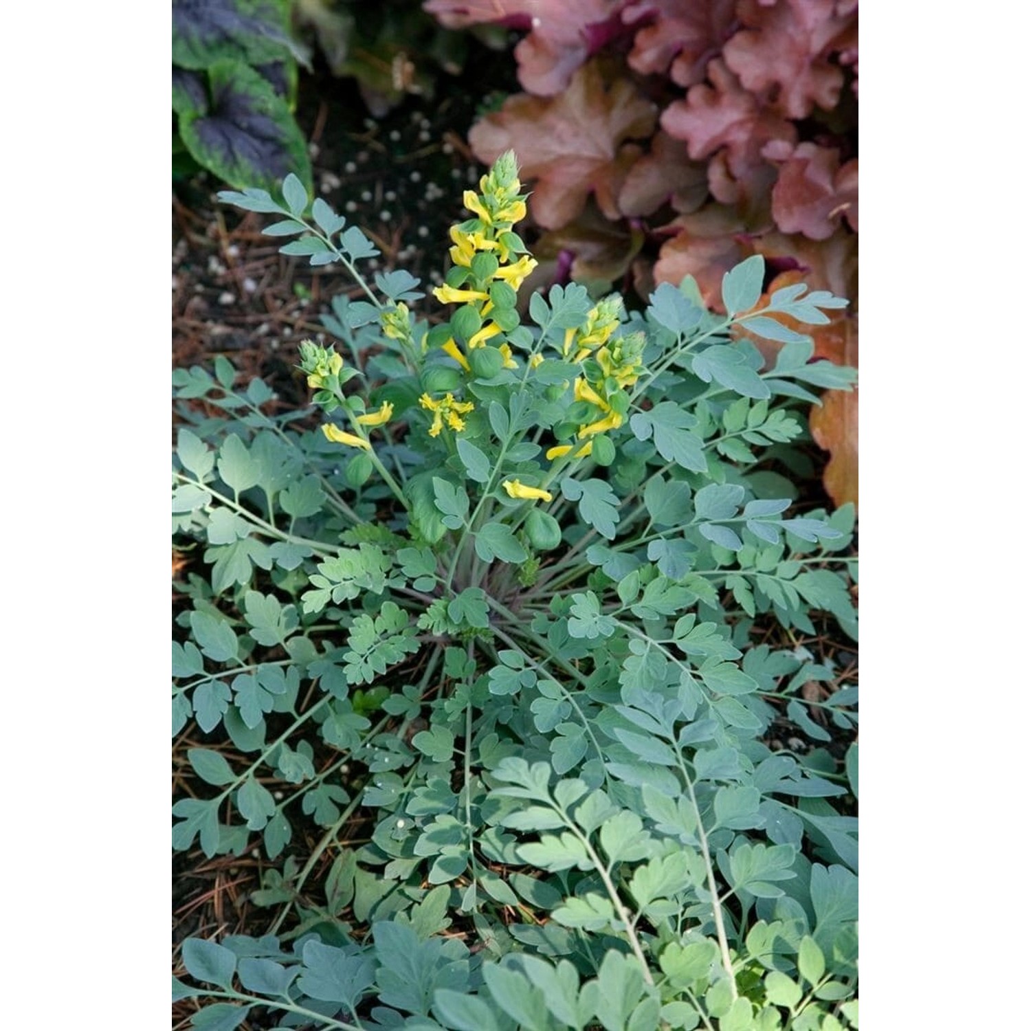 Corydalis Cult Canary Feathers R Ca. 9x9 cm Topf günstig online kaufen