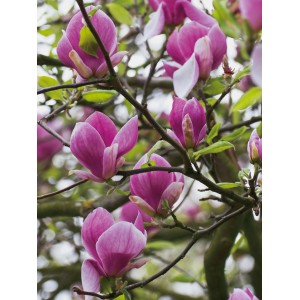 Purpurrote Magnolie Susan mit geöffneten Blüten und Knospen auf Ästen.