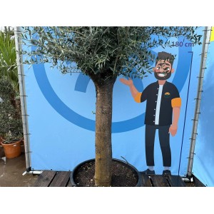 Winterharter, immergrüner Olivenbaum (Olea Europaea), ca. 240 cm hoch im Topf.