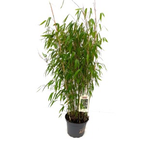 Bambusbörse Bambus Fargesia Ivory Ibis 7,5 Liter Höhe 80 - 100 cm