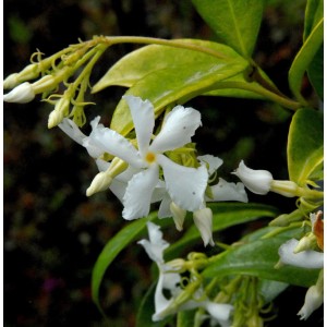 Nahaufnahme des blühenden Sternjasmin (Trachelospermum) mit weißen Blüten und grünen Blättern.
