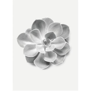 Wandbild: Graue Sukkulente Aeonium, Detailaufnahme der Blüte, 30x40 cm.