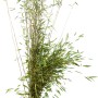 Fontänenbambus (Fargesia nitida) im Topf, ca. 175-200 cm hoch, ideal als Sichtschutz.