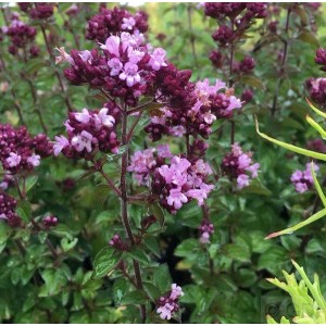 Blühender Oregano Rosenkuppel (Origanum culturum) mit violetten Blüten.