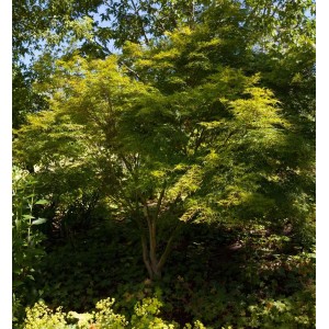 Acer Palmatum Seiryu, Japanischer Ahorn mit filigranem Laub im Garten.