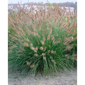 Buschiges Lampenputzergras 'Herbstzauber' mit dekorativen Blütenähren im Garten.